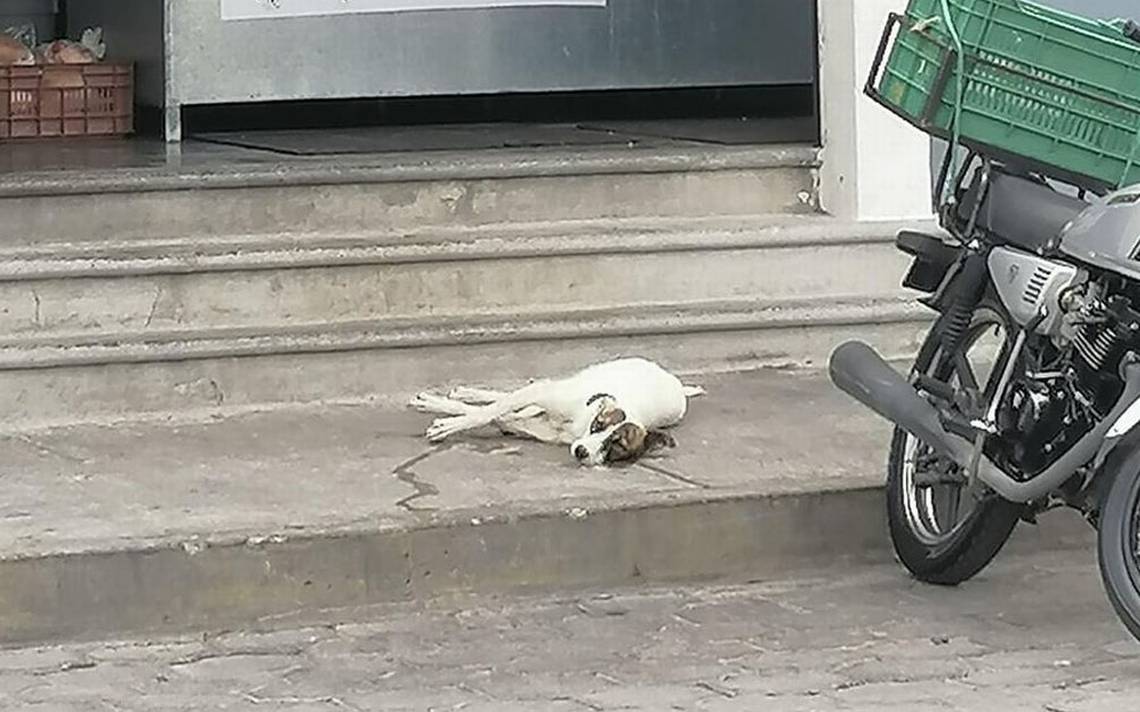 Blanquita La Perrita Callejera Que Está Delicada Un Balín Se Le Incrustó En Su Cabeza El Sol 1575